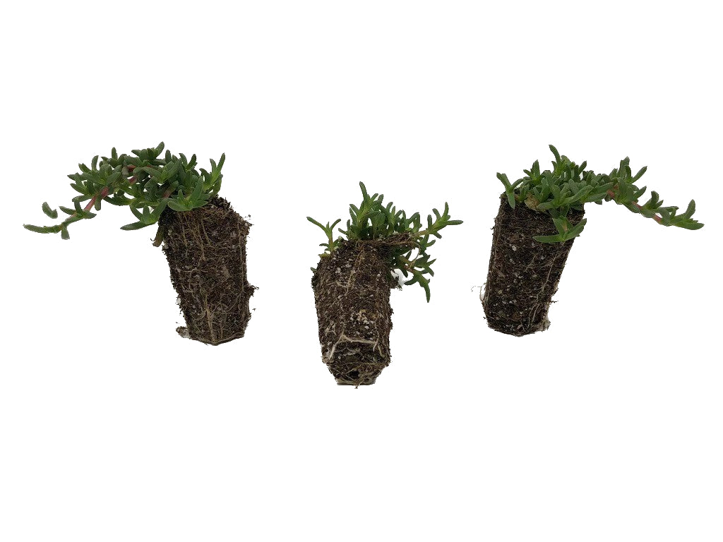 Trays of Ruschia 'Nana' Plugs | Ruschia 'Nana' | Ruschiananaplugs.com