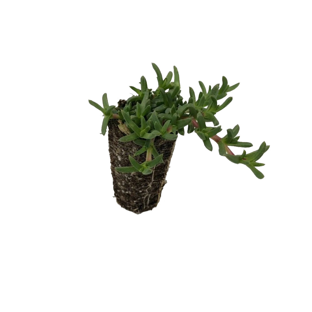 Trays of Ruschia 'Nana' Plugs | Ruschia 'Nana' | Ruschiananaplugs.com