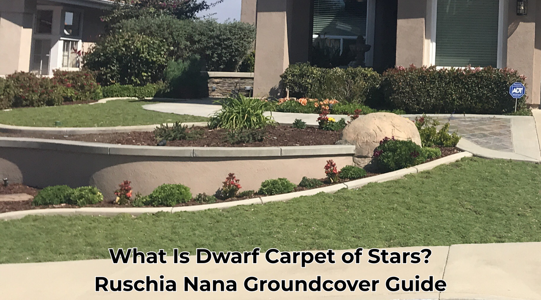 What Is Dwarf Carpet of Stars? – ruschiananaplugs.com