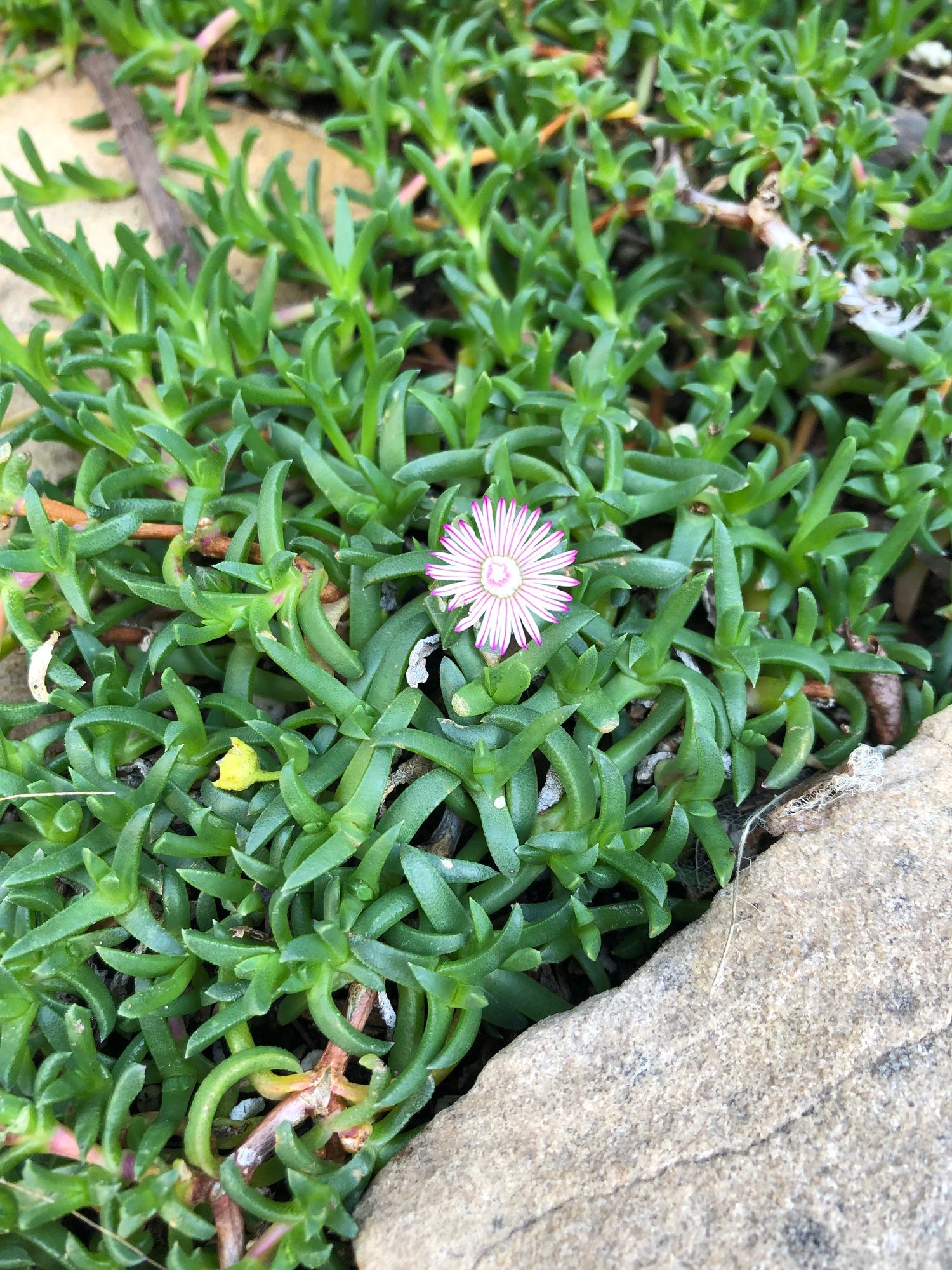 Ruschia 'Nana' Drought Tolerant, Low Maintenance, and Economical