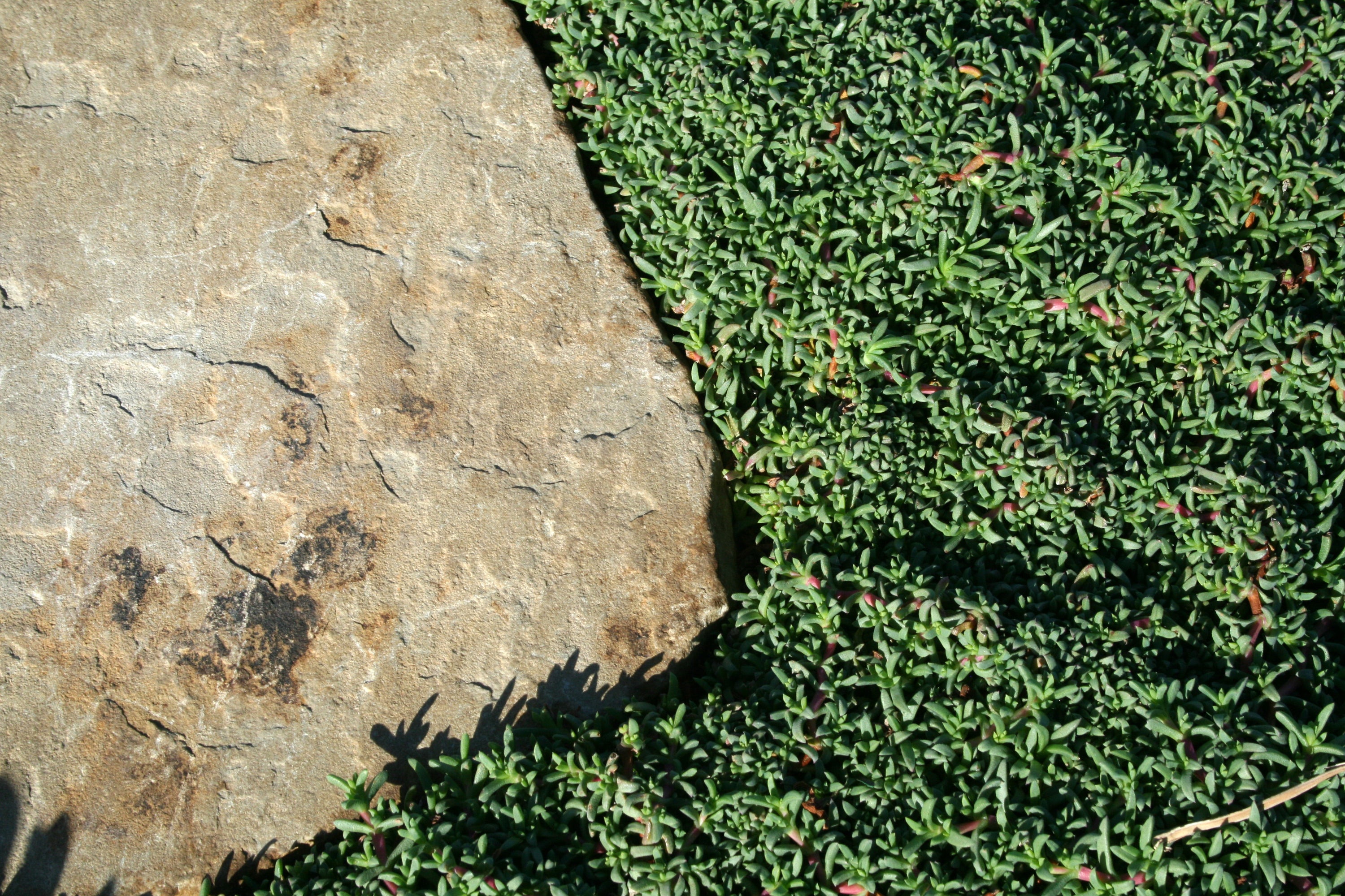 Ruschia 'Nana' Drought Tolerant, Low Maintenance, and Economical