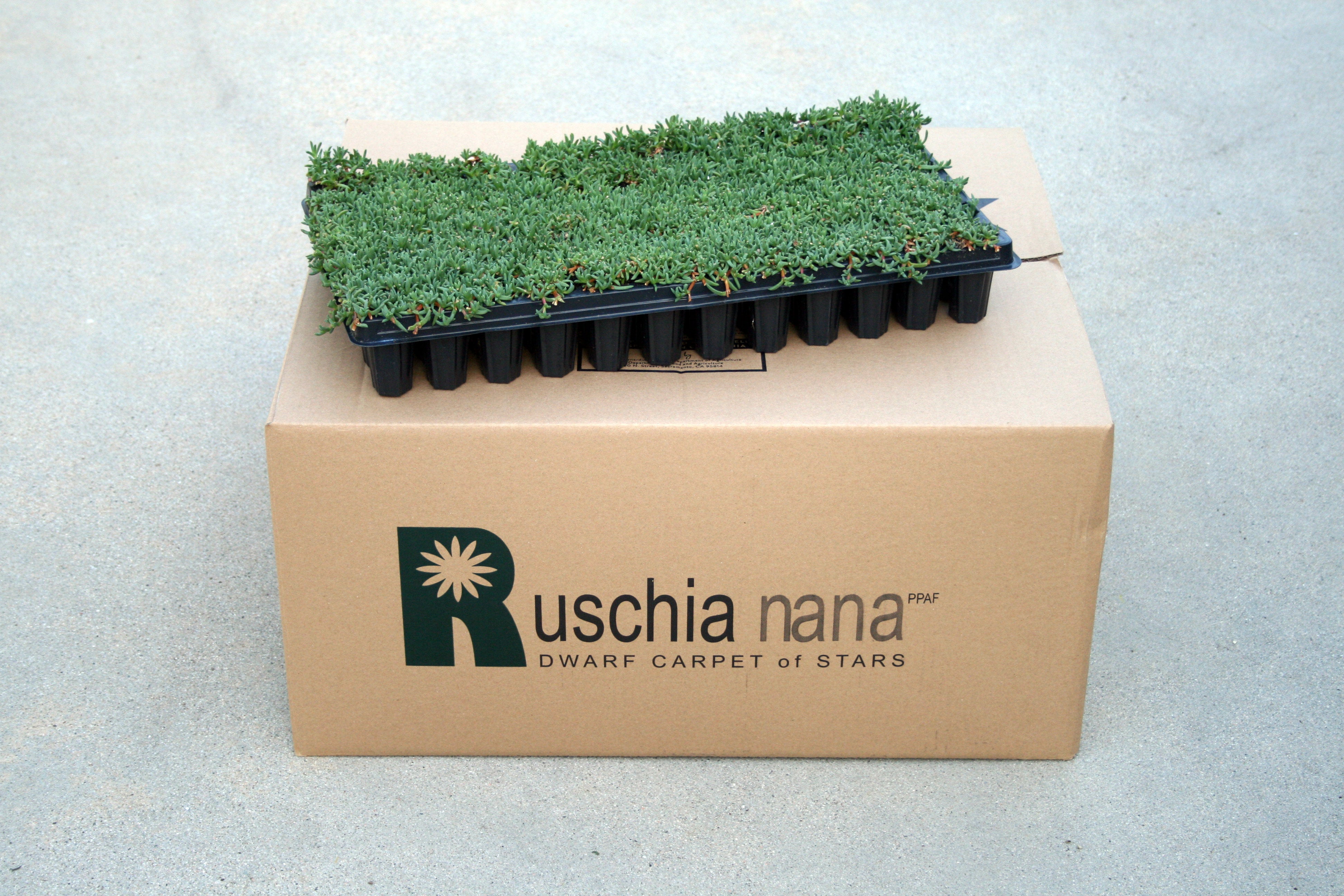 Dwarf Carpet of Stars Plugs | Ruschia Nana Lawn Alternative