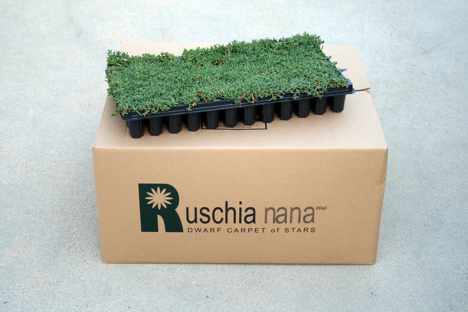 Ruschia Nana Dwarf Carpet of Stars Plugs tray on box