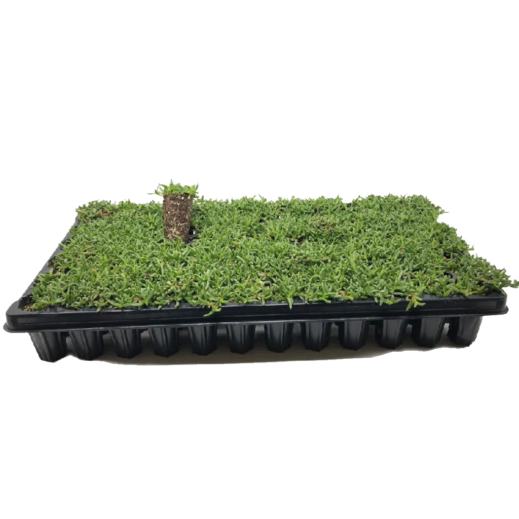 Tray of Ruschia Nana Dwarf Carpet of Stars plugs