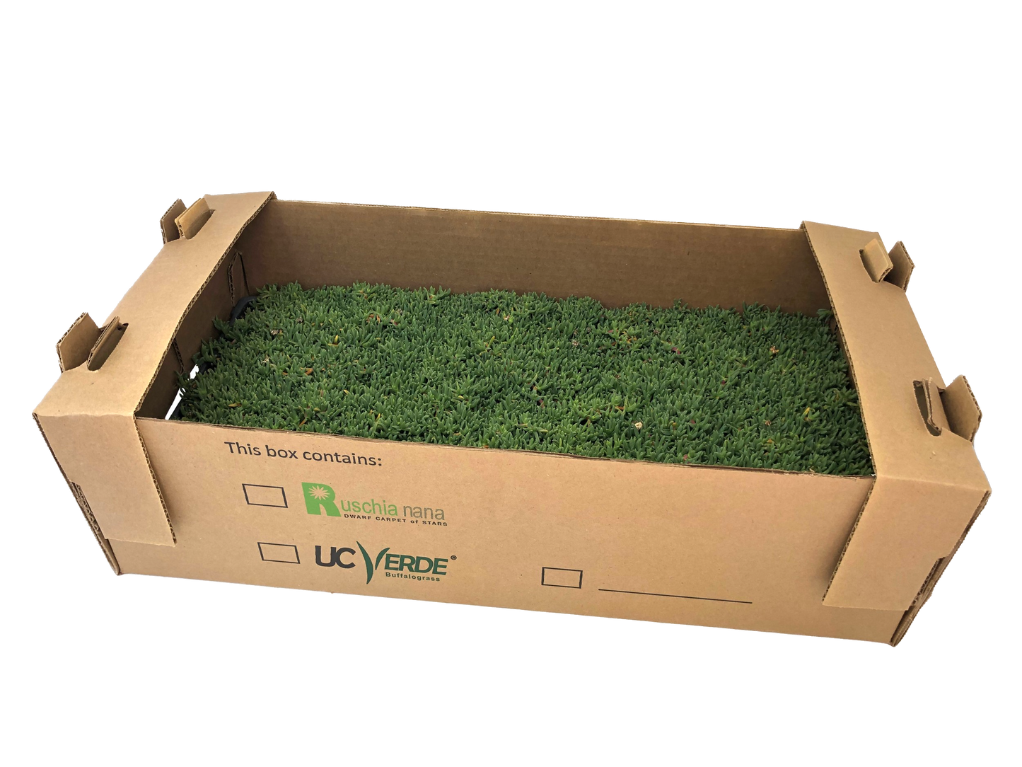 Ruschia Nana Dwarf Carpet of Stars plugs in tray and box