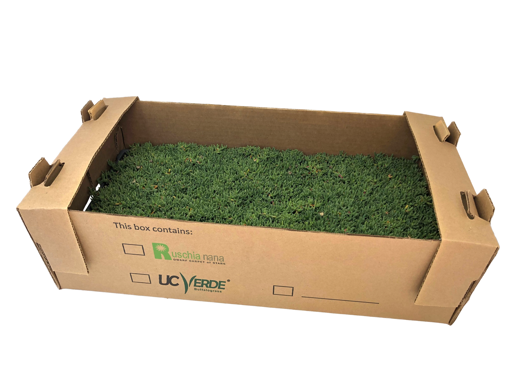 Ruschia Nana Dwarf Carpet of Stars plugs in tray and box